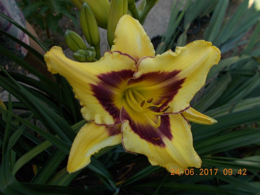 el desperado - HEMEROCALLIS 2017