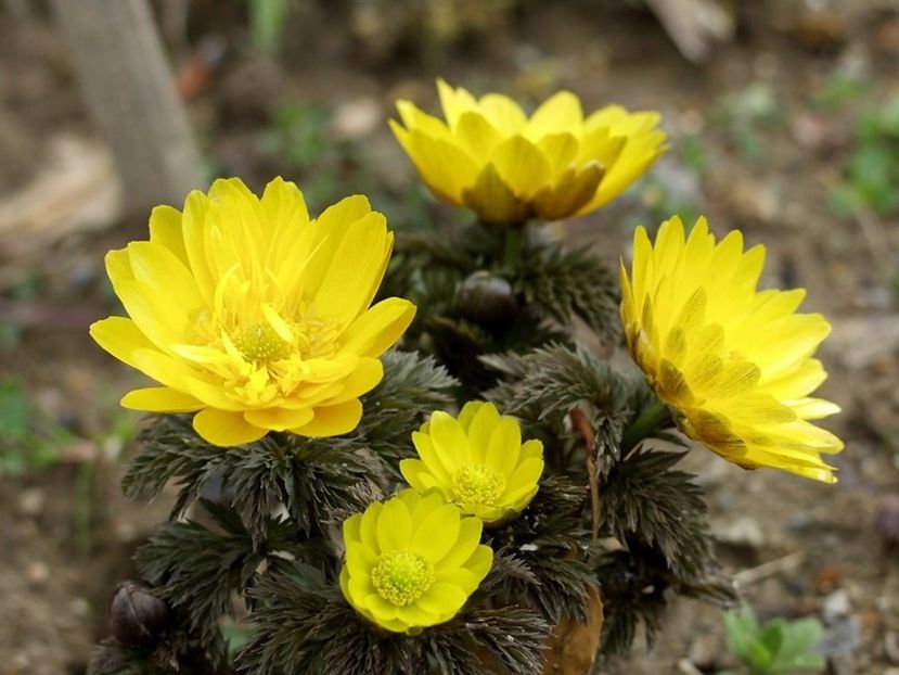 Amur Adonis sau Adonis Amurensis seminte - Amur Adonis sau Adonis Amurensis