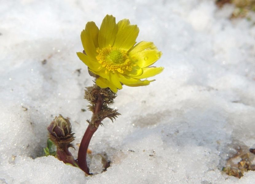 Amur Adonis-Adonis Amurensis-seeds - Amur Adonis sau Adonis Amurensis