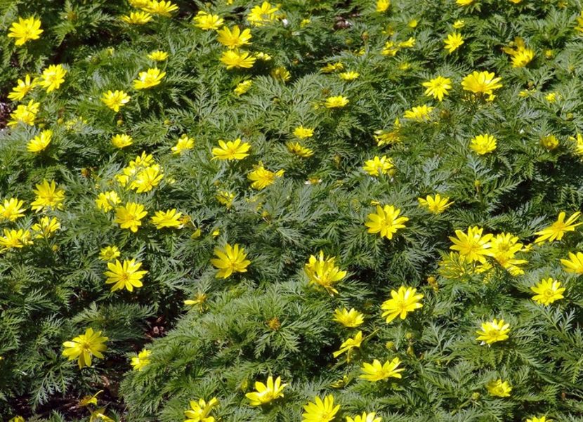 Adonis Amurensis-Amur Adonis-seeds - Amur Adonis sau Adonis Amurensis