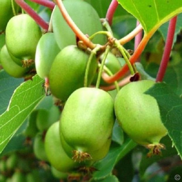 Actinidia arguta 20 seminte - 5 RON - Actinidia arguta