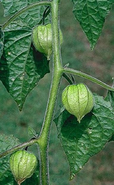 Physalis pubescens L plant seminte - Physalis pubescens