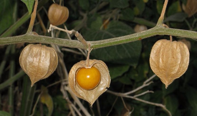 Physalis pubescens L seminte - Physalis pubescens