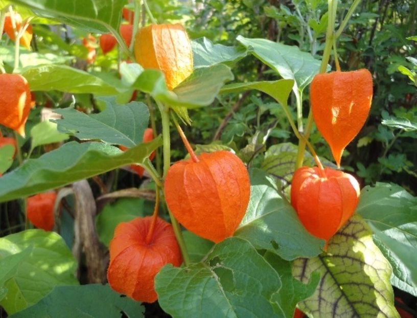 PHYSALIS alkekengi - Papalau-Lampion Chinezesc - 30 seminte - 5 RON - PHYSALIS alkekengi - Papalau-Lampion Chinezesc