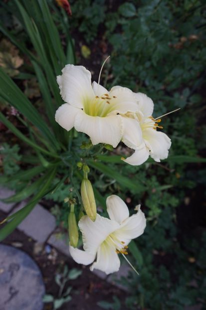 Carnival Ice - Hemerocallis 2017