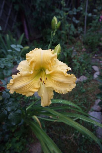  - Hemerocallis 2017