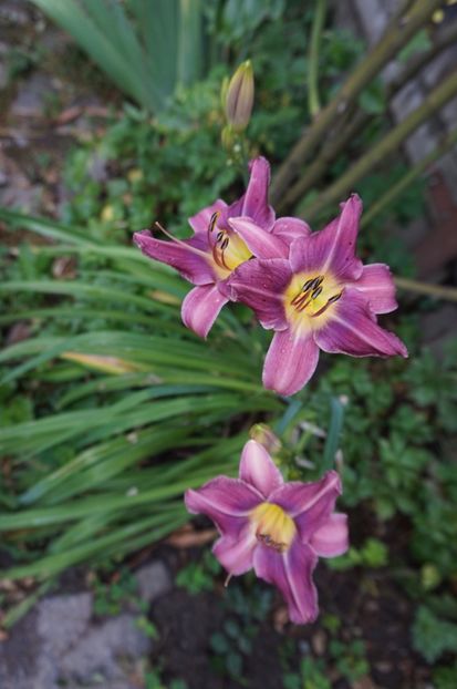 Praire blue eyes - Hemerocallis 2017