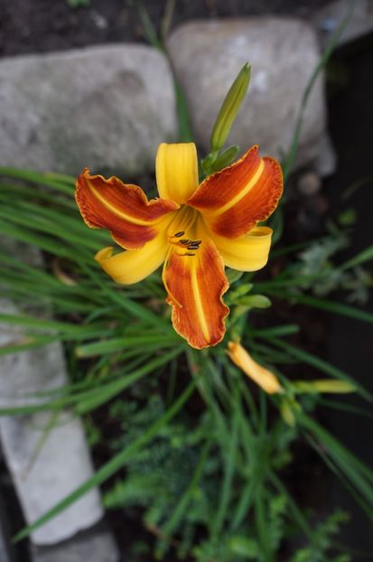 Frans Hals - Hemerocallis 2017