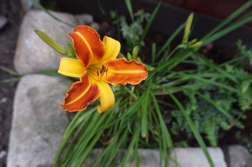  - Hemerocallis 2017