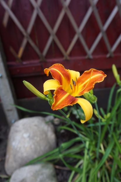 Frans Hals - Hemerocallis 2017