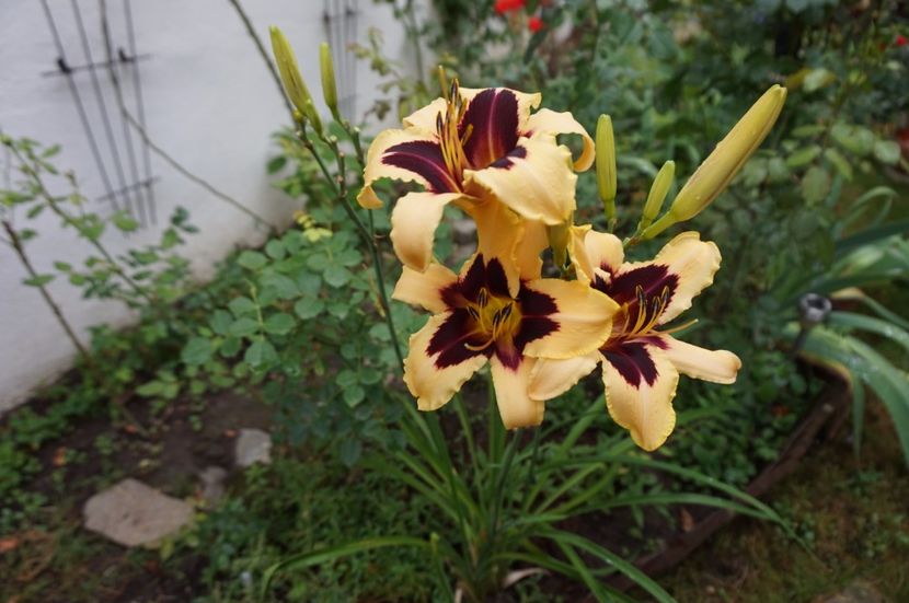 Wild Horses - Hemerocallis 2017