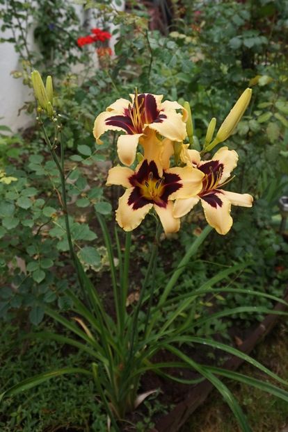  - Hemerocallis 2017