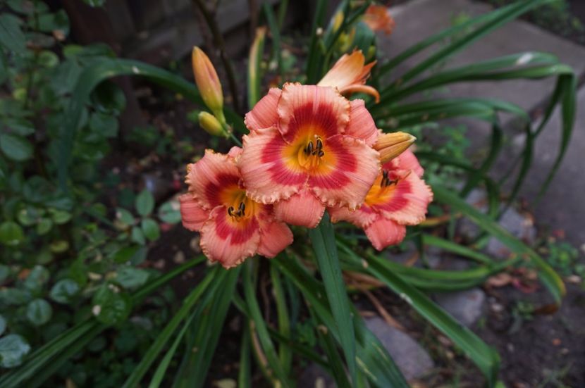  - Hemerocallis 2017