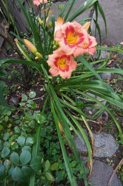 - Hemerocallis 2017