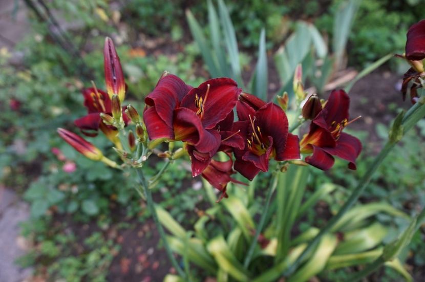  - Hemerocallis 2017