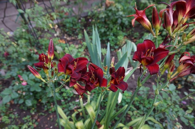  - Hemerocallis 2017