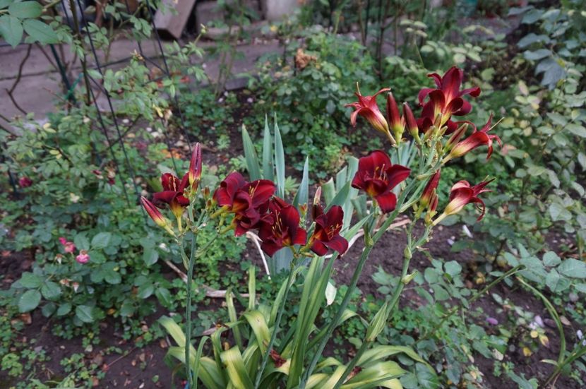  - Hemerocallis 2017