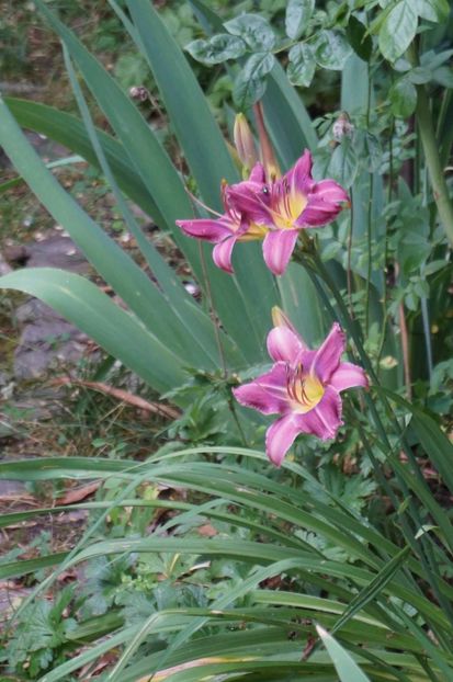 Praire blue eyes - Hemerocallis 2017