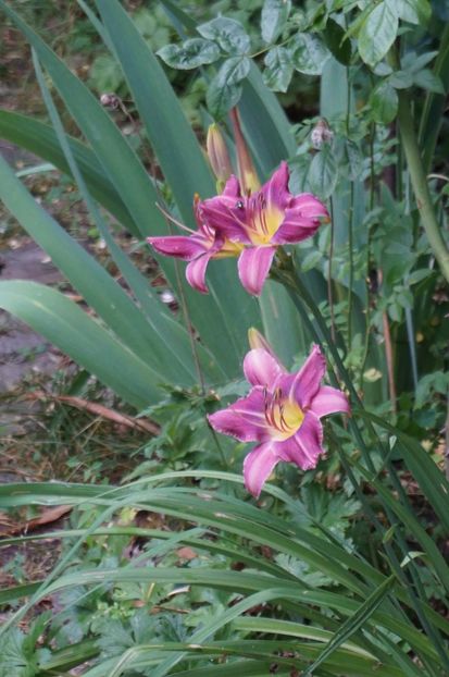 Praire blue eyes - Hemerocallis 2017