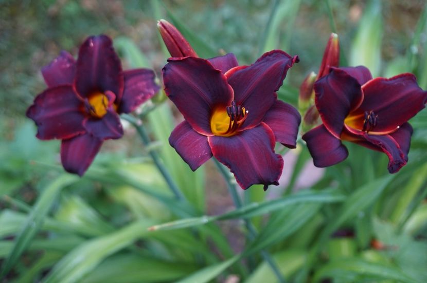 Chocolade Candy - Hemerocallis 2017
