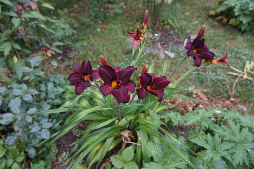  - Hemerocallis 2017