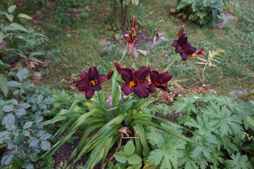 - Hemerocallis 2017