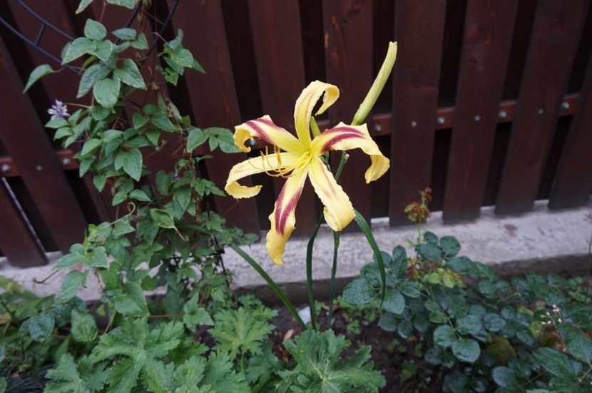 Free Wheelin - Hemerocallis 2017