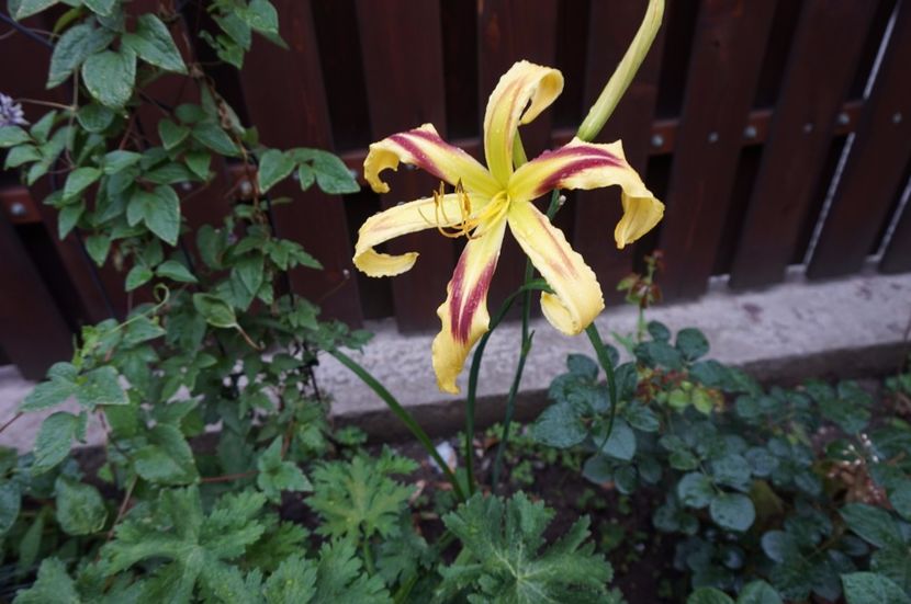 Free Wheelin - Hemerocallis 2017