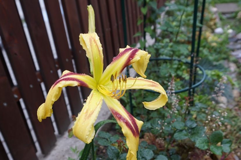 Free Wheelin - Hemerocallis 2017