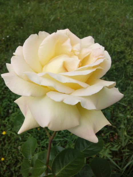  - TRANDAFIRI 2017_2018