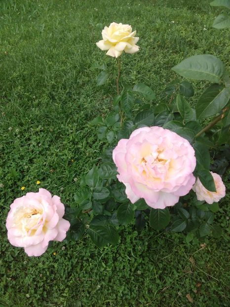  - TRANDAFIRI 2017_2018