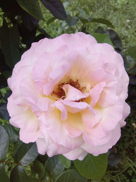  - TRANDAFIRI 2017_2018