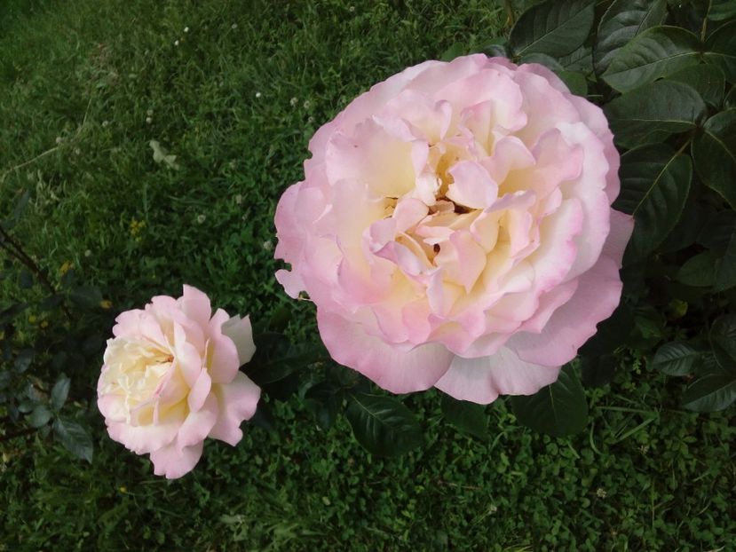  - TRANDAFIRI 2017_2018