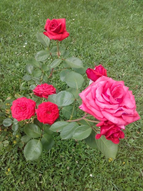  - TRANDAFIRI 2017_2018