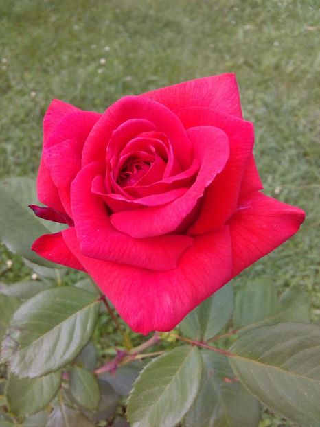  - TRANDAFIRI 2017_2018