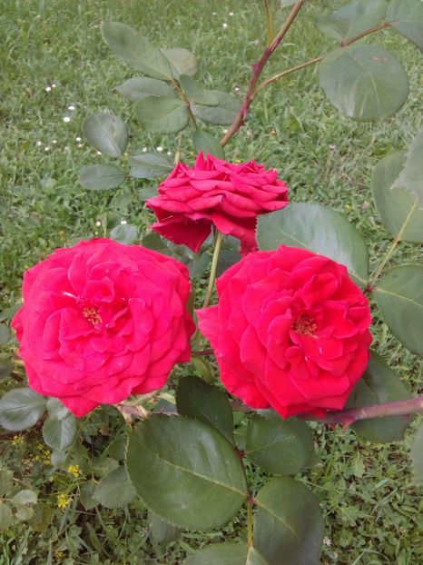  - TRANDAFIRI 2017_2018