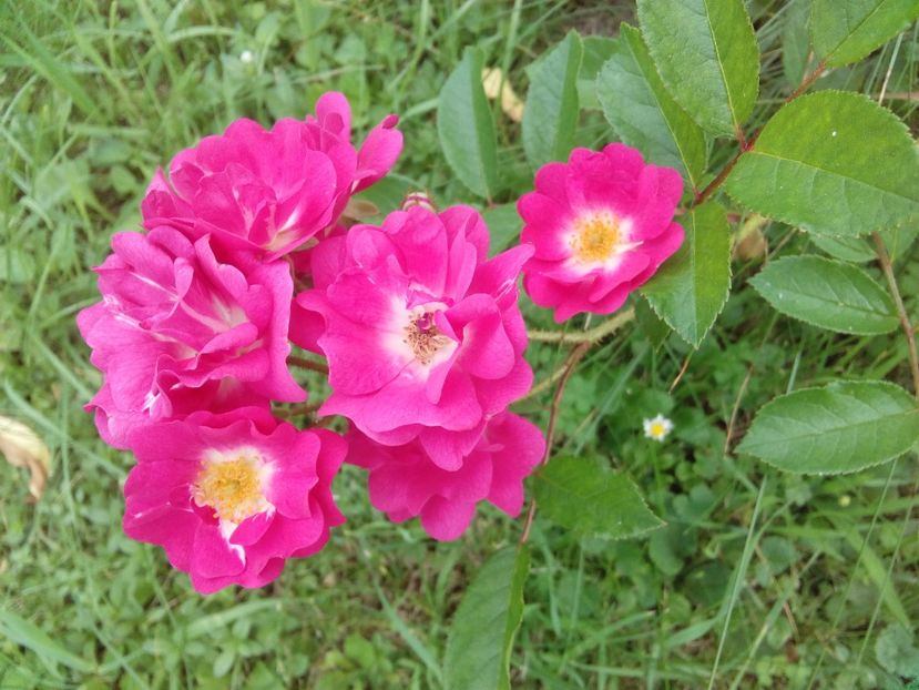  - TRANDAFIRI 2017_2018