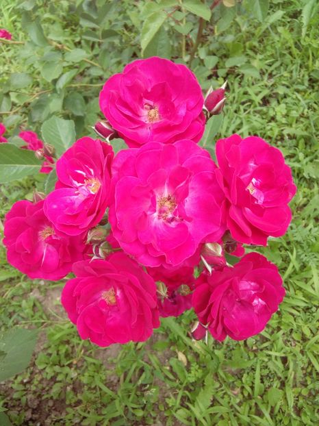  - TRANDAFIRI 2017_2018