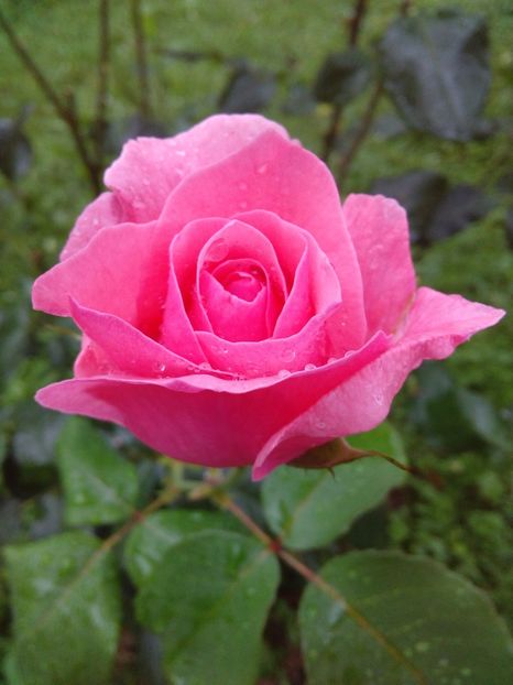  - TRANDAFIRI 2017_2018