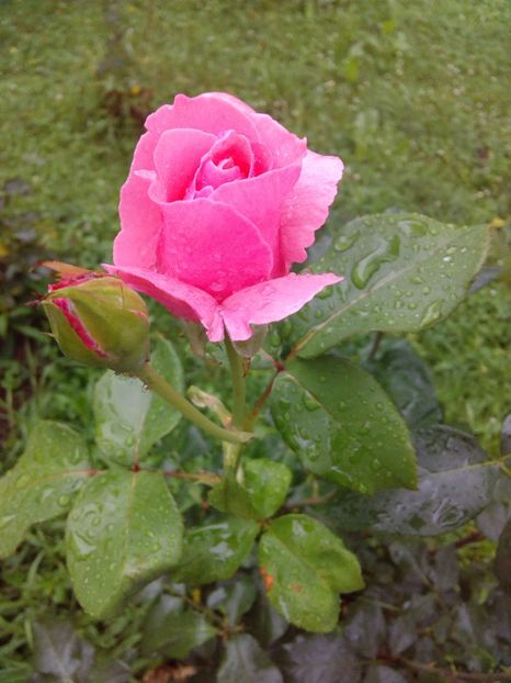  - TRANDAFIRI 2017_2018