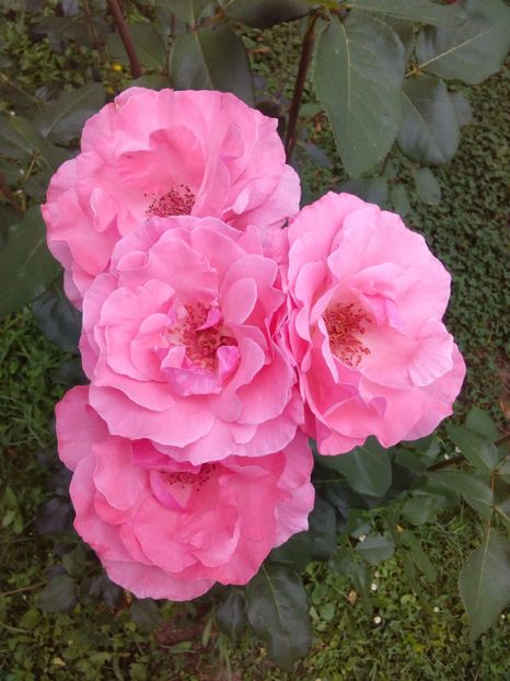  - TRANDAFIRI 2017_2018