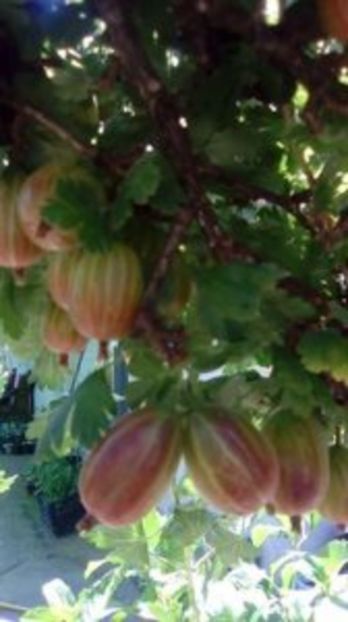 Agrise roșii- fructe - 1 De vinzare plante