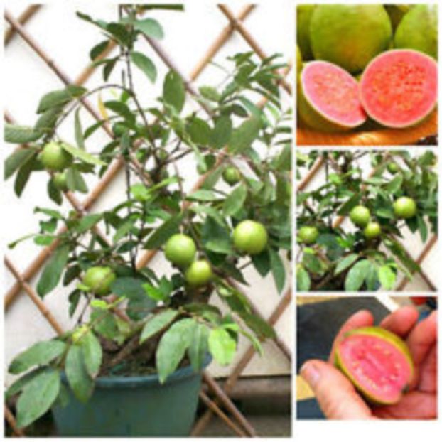 Plantă și fructe guavă roșie - 1 De vinzare plante