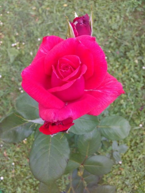  - TRANDAFIRI 2017_2018