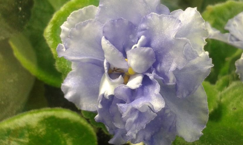 RS Vozdushnie Griozy - VIOLETE DE COLECTIE 2017