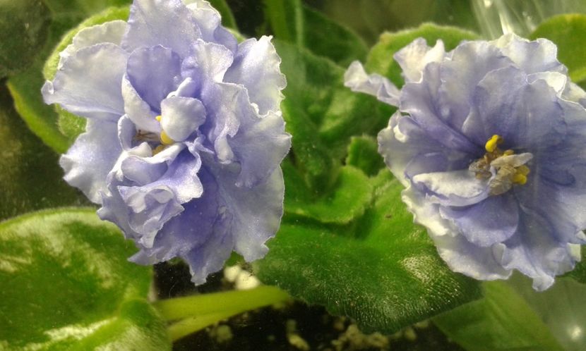 RS Vozdushnie Griozy - VIOLETE DE COLECTIE 2017