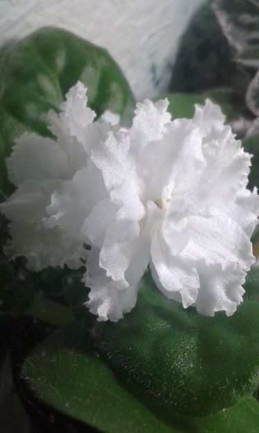  - VIOLETE DE COLECTIE 2017