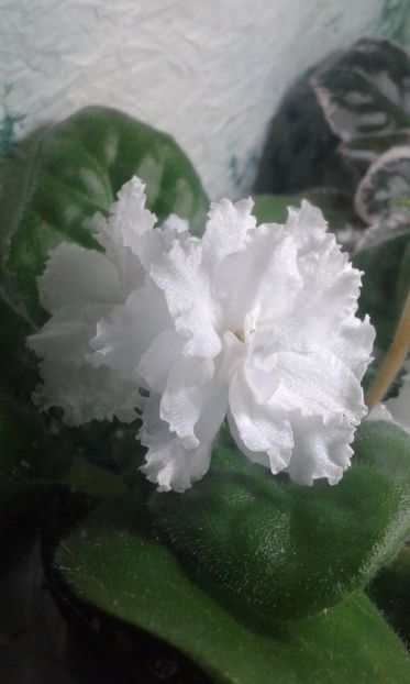 RS Diana - VIOLETE DE COLECTIE 2017