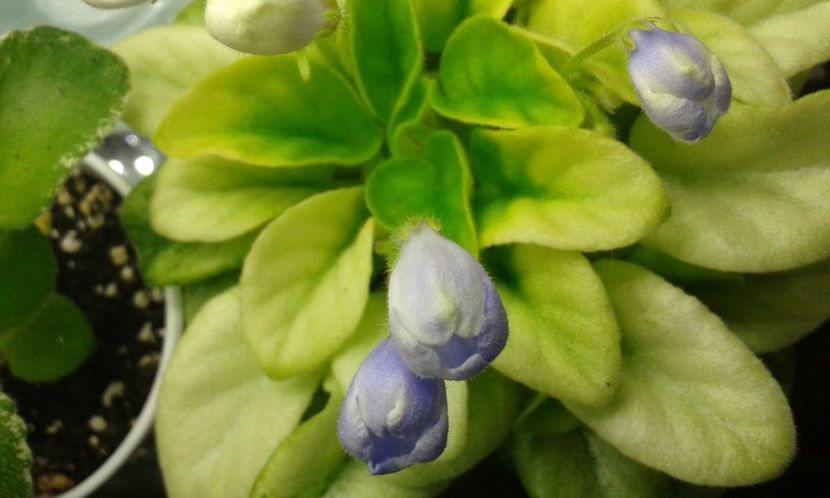 N-Avatar - VIOLETE DE COLECTIE 2017