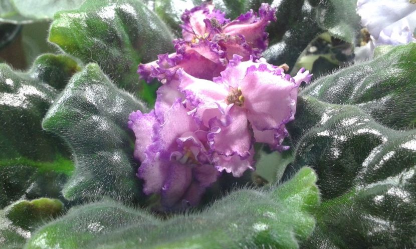 RS Carskaja Milost - VIOLETE DE COLECTIE 2017